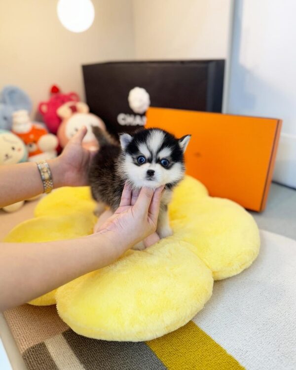 POMSKY PUPPIES FOR SALE