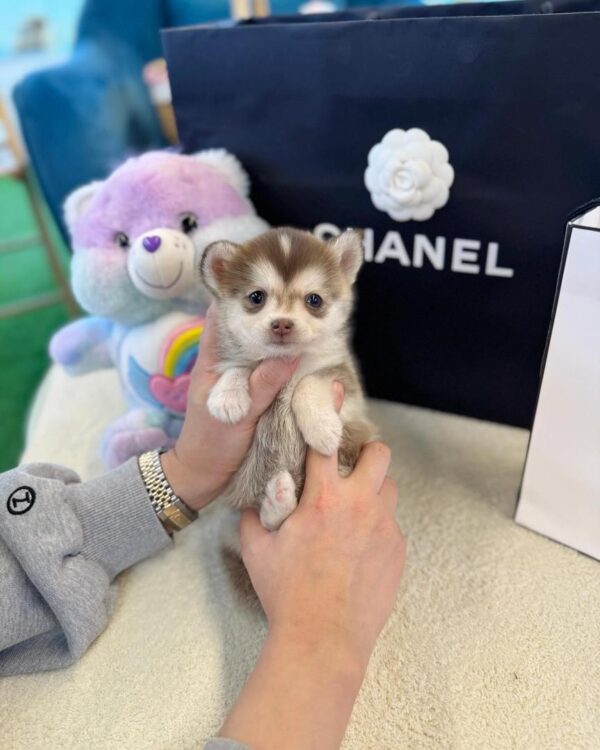 POMSKY PUPPIES FOR SALE