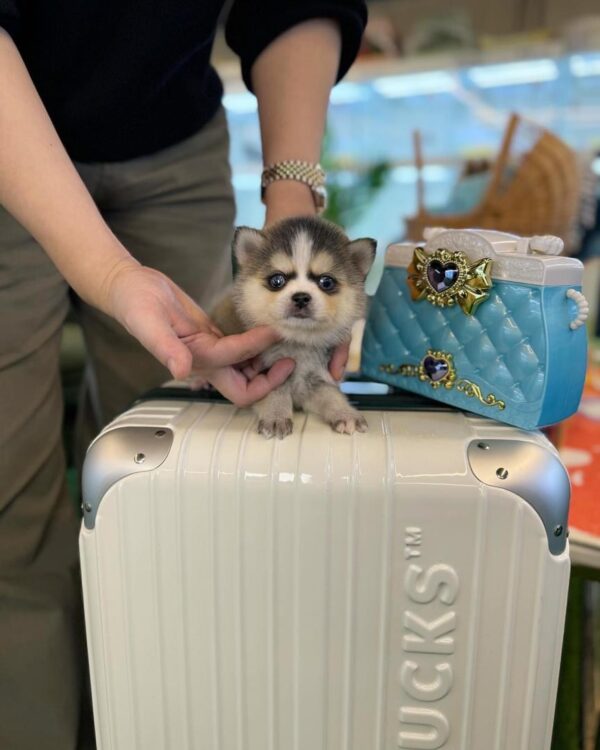 POMSKY PUPPIES FOR SALE