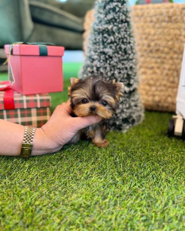 Yorkie Puppies For Sale