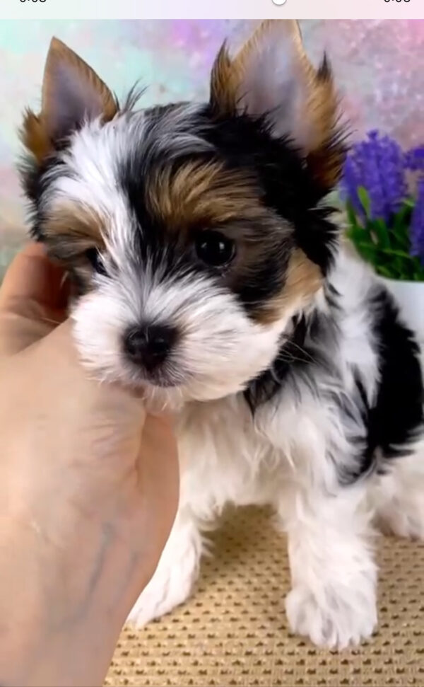 Yorkie Puppies For Sale