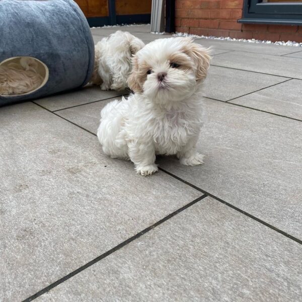 Shih Tzu Puppies For Sale