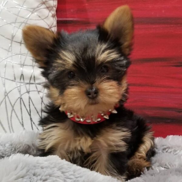 Yorkie Puppies For Sale