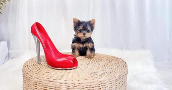 Yorkie Puppies For Sale