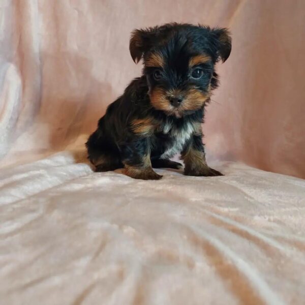 Yorkie Puppies For Sale