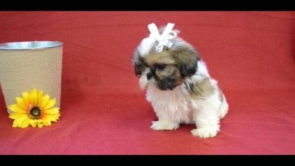 Shih Tzu Puppies For Sale