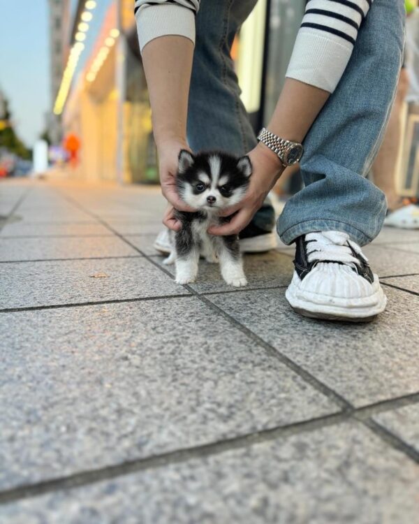 POMSKY PUPPIES FOR SALE