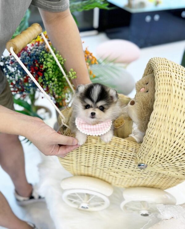 POMSKY PUPPIES FOR SALE