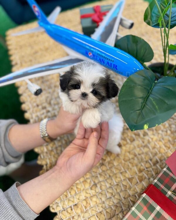 Shih Tzu Puppies For Sale