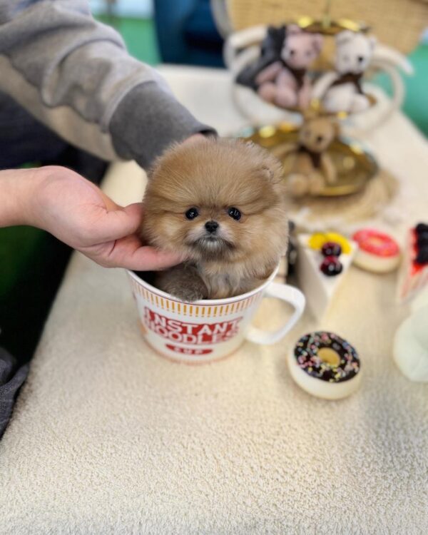POMERANIAN PUPPIES FOR SALE