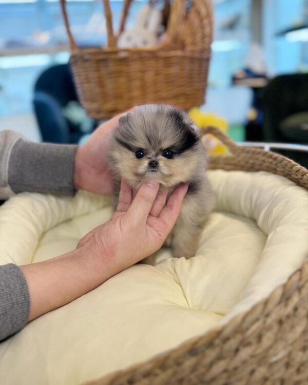TEACUP POMERANIAN PUPPIES FOR SALE