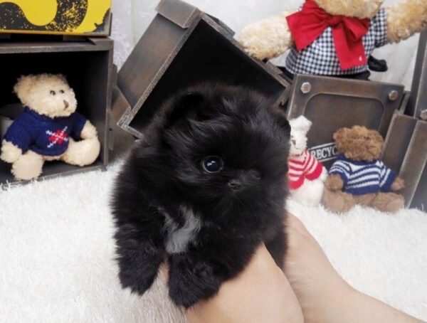 POMERANIAN PUPPIES FOR SALE