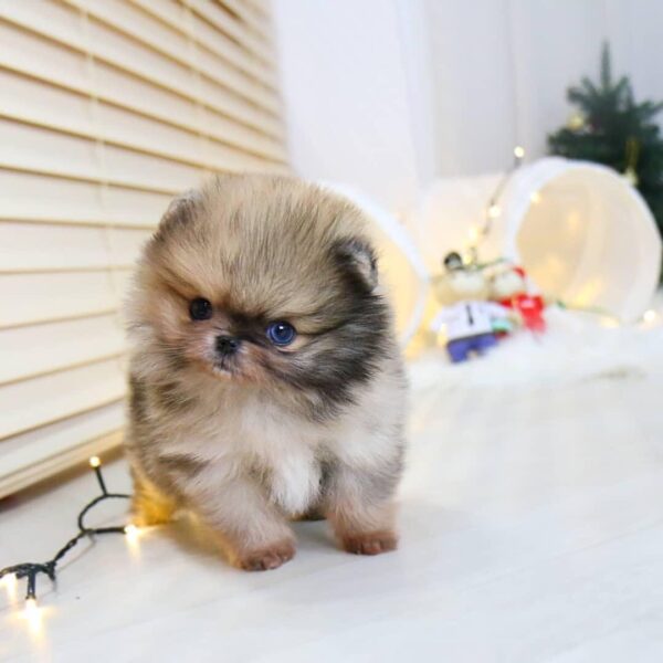 TEACUP POMERANIAN PUPPIES FOR SALE