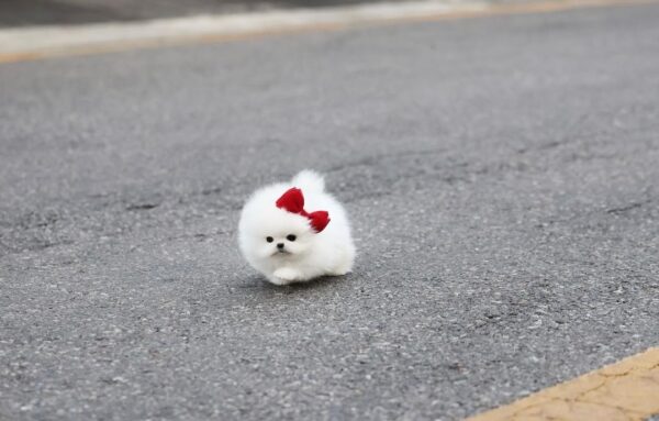 POMERANIAN PUPPIES FOR SALE