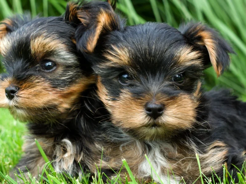 puppies-grass puppies-grass